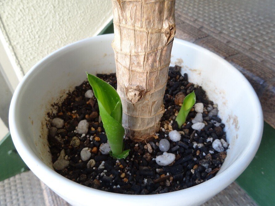 癒しの観葉植物 3 ドラセナ マッサンゲアナ 今西昌平 太古のセラピスト Note 癒しの観葉植物 3 ドラセナ マッサンゲアナ 今西昌平 太古のセラピスト Note