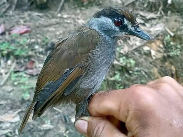 謎の木造鳥 Amazon.co.jp: BIRDER（バーダー）2025年2月号 ふしぎ発見！鳥の