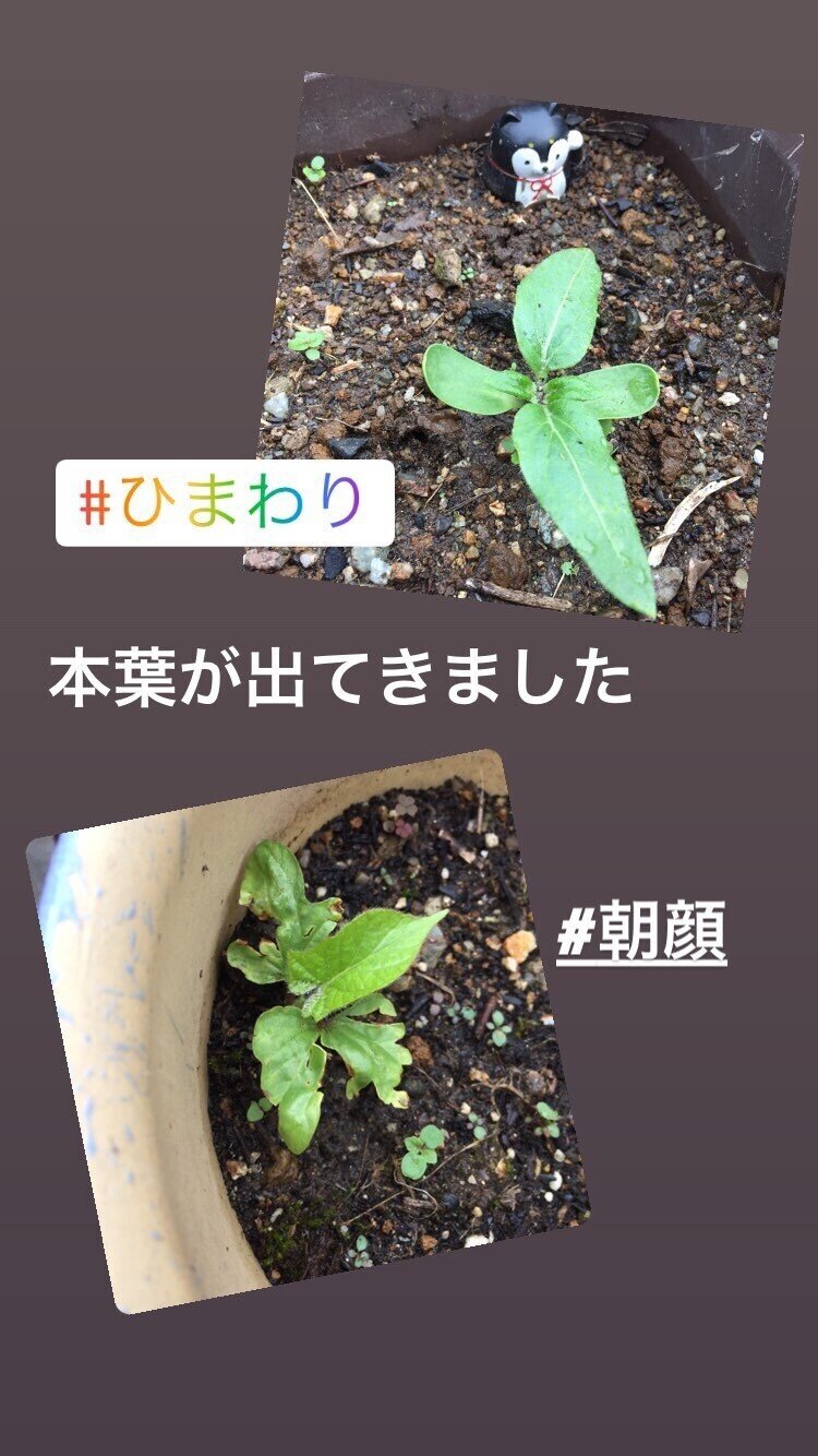 ひまわり と朝顔 本葉が出てきました 河野陽炎 プロ資格マニア 保有資格30ほど 失効4 放送大単位 Note