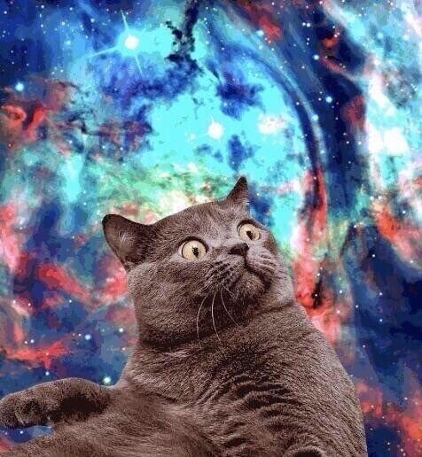 宇宙 猫 顔 宇宙 猫 顔