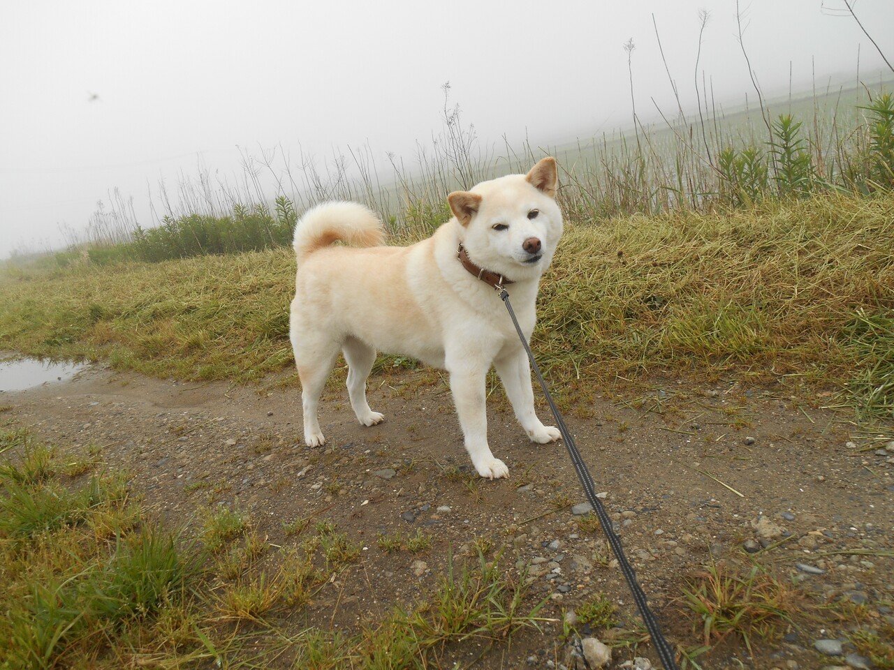 パールです 今朝は靄がかかってい幻想的な風景なの 見慣れた景色ではあるけれど 靄がかかるちょっとしたものなんだー でもね 最近ジージが膝が痛いって言うから 散歩も気を使ってるの 鳩崎本郷 Note