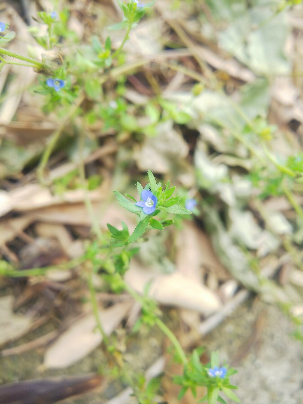 オオイヌノフグリとタチイヌノフグリ｜あおはくたき
