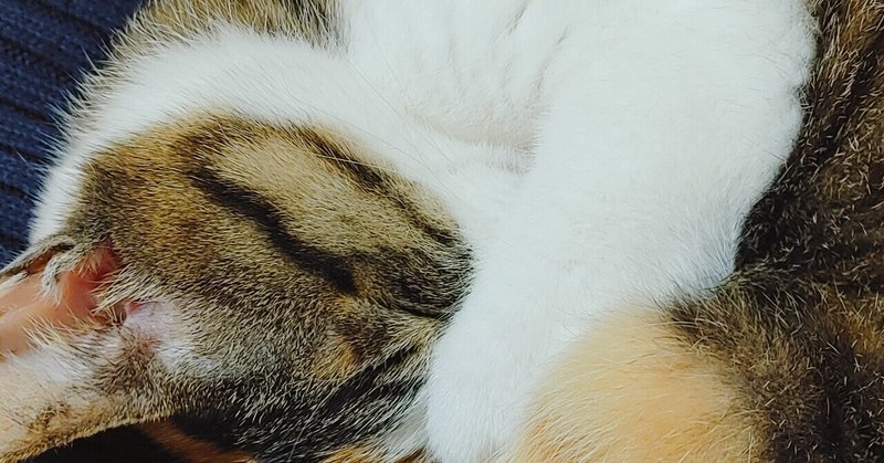 猫依存 の新着タグ記事一覧 Note つくる つながる とどける