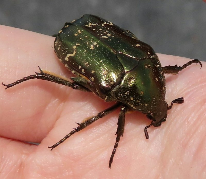 家に入ってきた虫の逃がし方 虫写真付き 月澄狸 Note