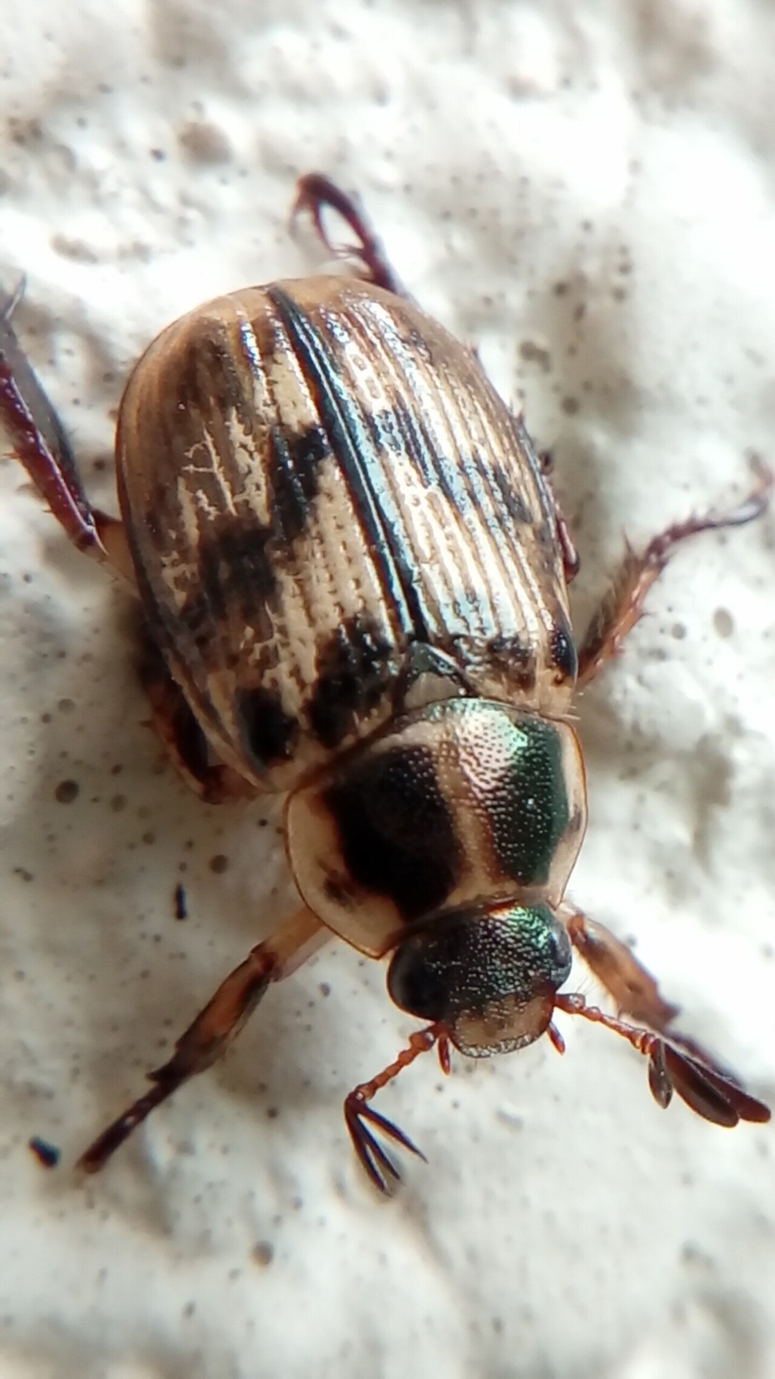 家に入ってきた虫の逃がし方 虫写真付き 月澄狸 Note 家に入ってきた虫の逃がし方 虫写真付き 月澄狸 Note