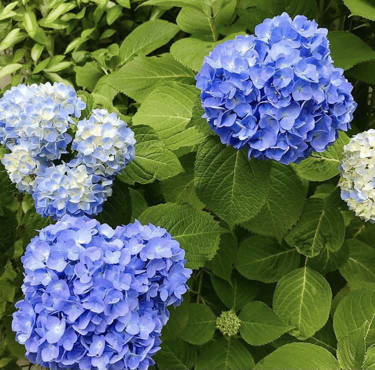 青い夏 花言葉 Shikisailc 輝装心クリエイター Note 青い夏 花言葉 Shikisailc 輝装心クリエイター Note