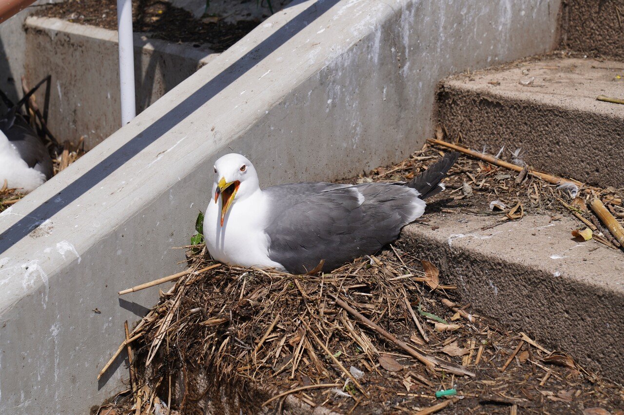 蕪島にてウミネコの写真を撮る むら Note 蕪島にてウミネコの写真を撮る むら Note
