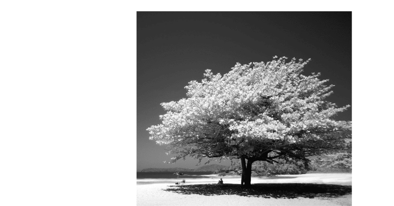 大きな木とスミレちゃん ２ Okmy Note