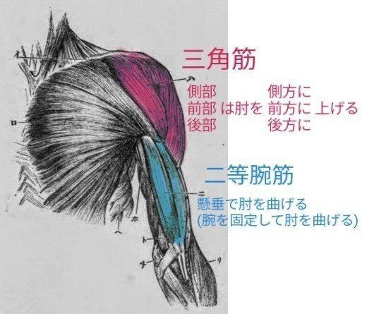 肘を曲げる 伸ばす筋肉 久野 歩 Note 肘を曲げる 伸ばす筋肉 久野 歩 Note