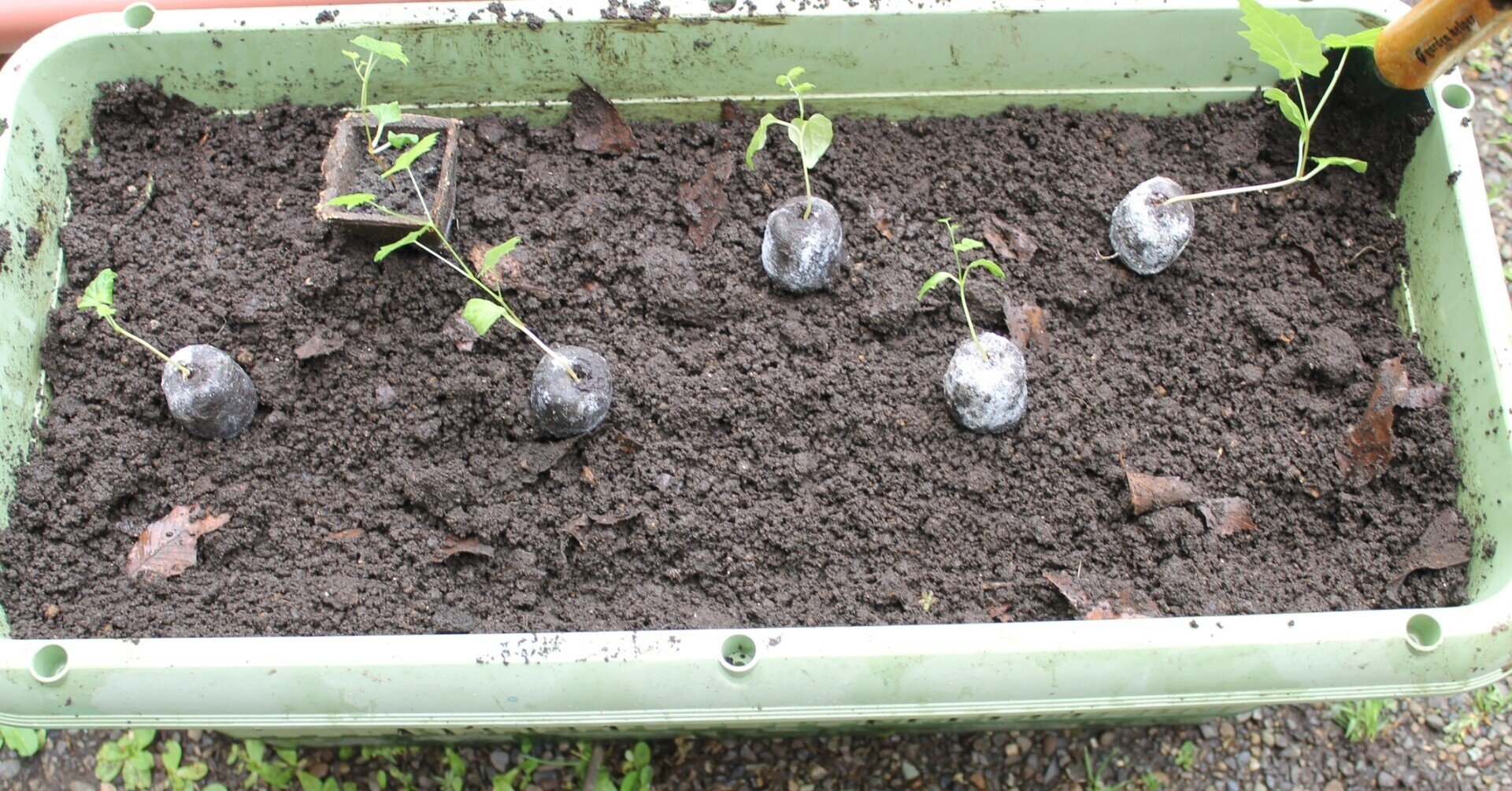 庭の植物 ぶどう植え替え 21 5 28 Nakada Shugo Note 庭の植物 ぶどう植え替え 21 5 28 Nakada Shugo Note