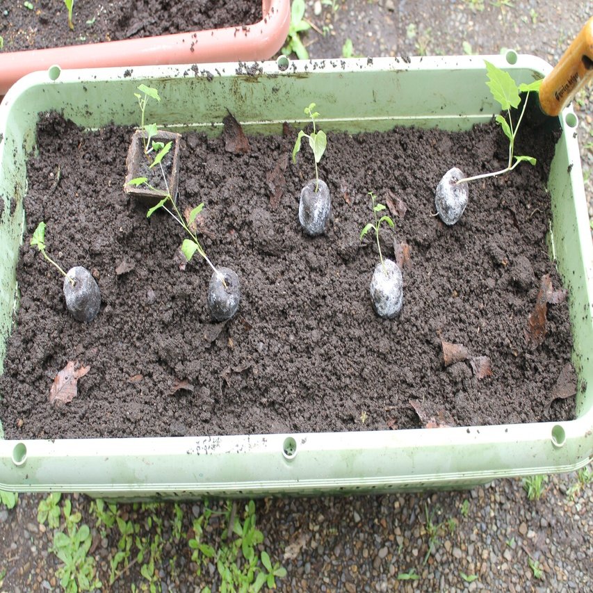 庭の植物 ぶどう植え替え 21 5 28 Nakada Shugo Note