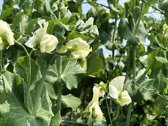 画像16