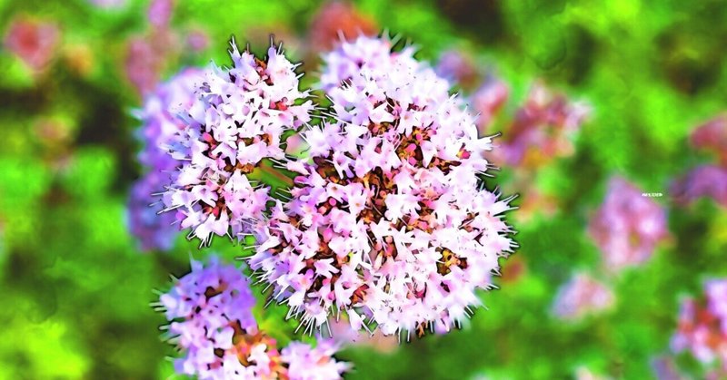 5月28日 誕生花は花薄荷 誕生花短歌 御子柴 流歌 Note