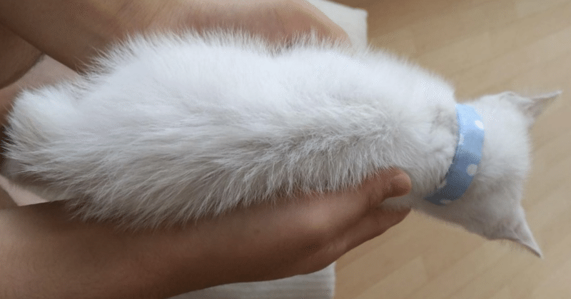 私は猫に恋をした 愛猫ハッピーと過ごした1291日 2 家族になろう 大きくなるキミ 何気ない幸せ 結絆ハルカ Yuuki Haruka Note