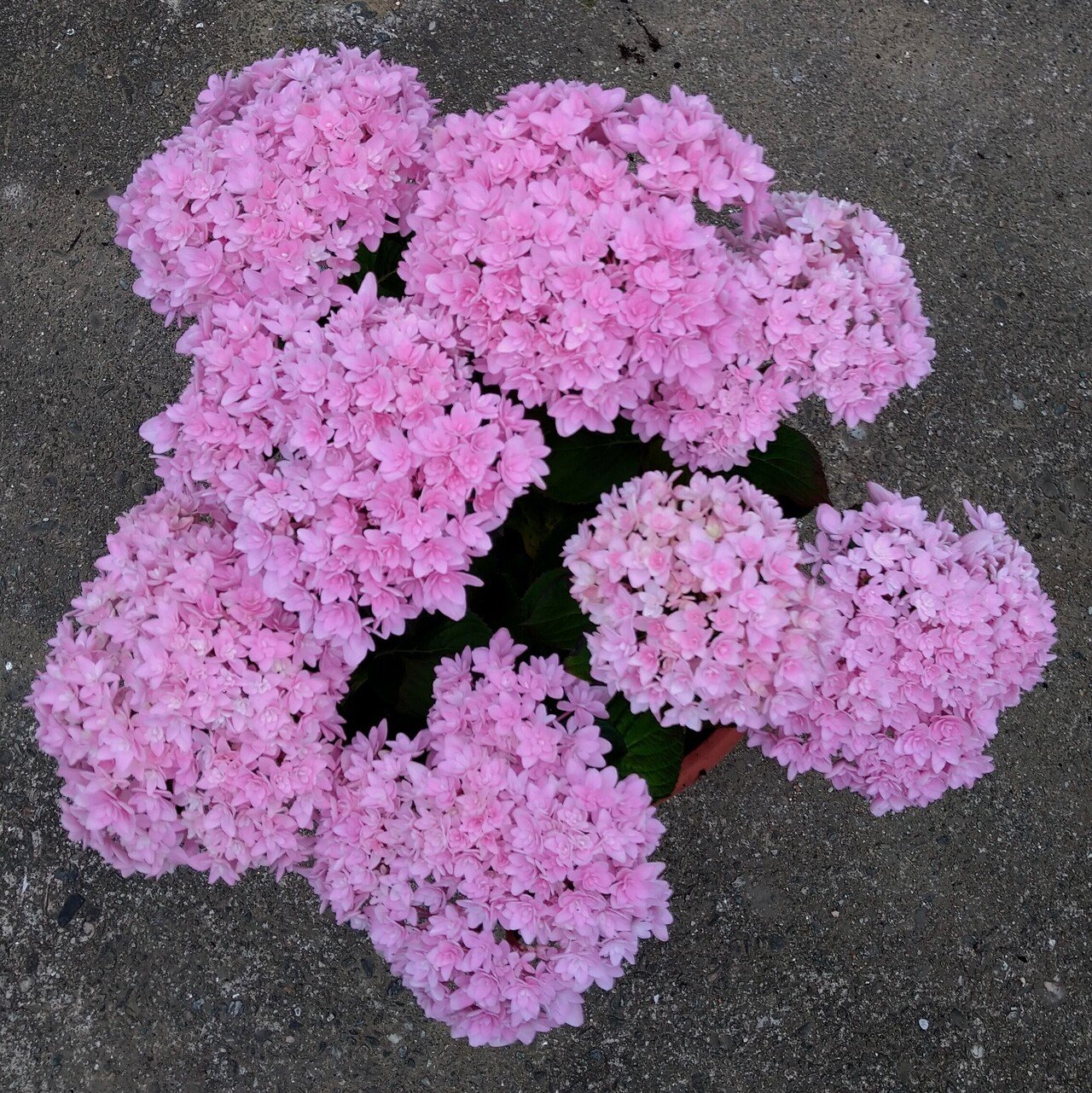 紫陽花四方山日記 紫陽花 仲間入りしました Sudaccing21 Note 紫陽花四方山日記 紫陽花 仲間入りしました Sudaccing21 Note