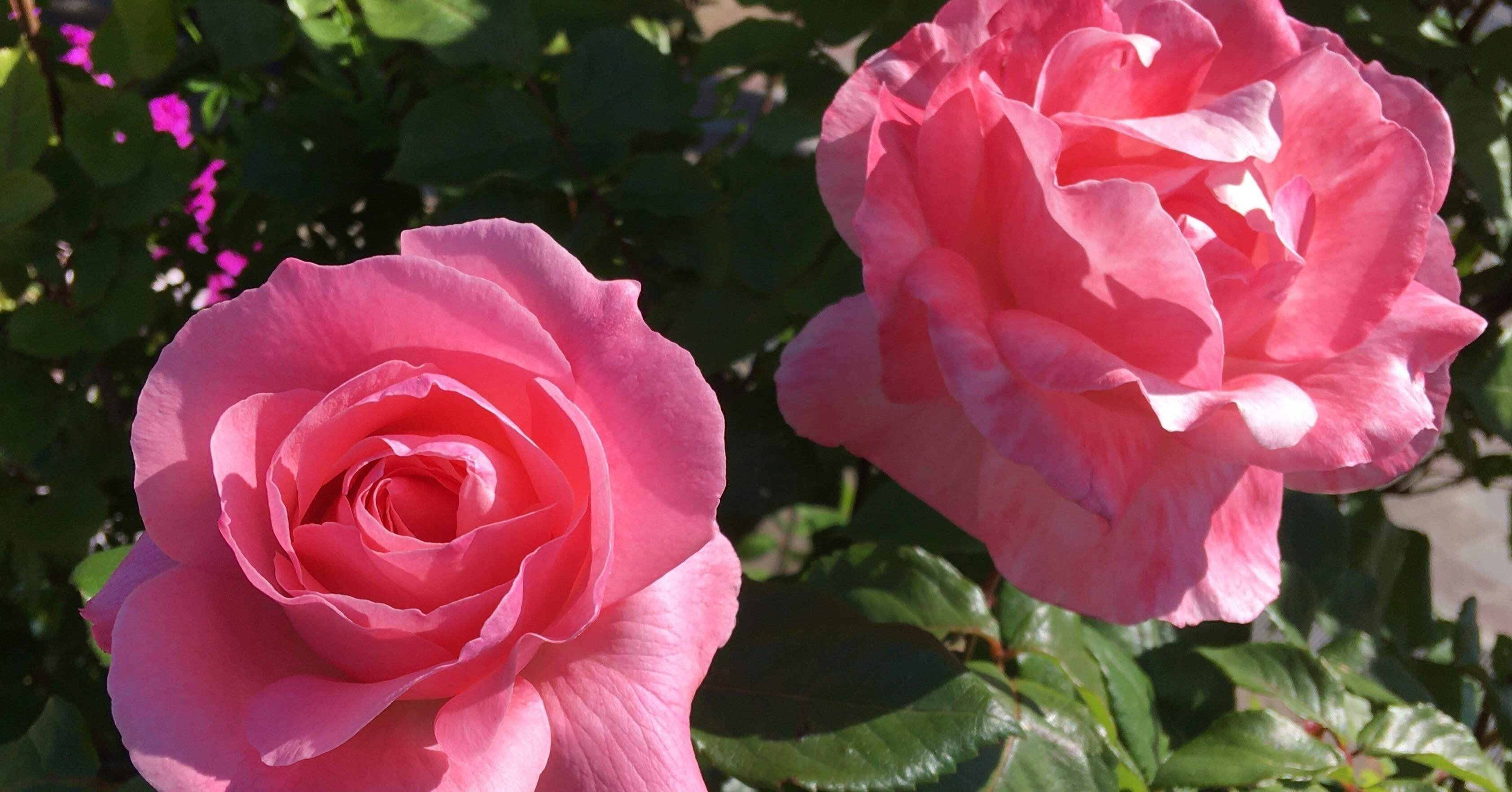 少女革命ウテナ考察21 第39話 最終話 Oniku Note