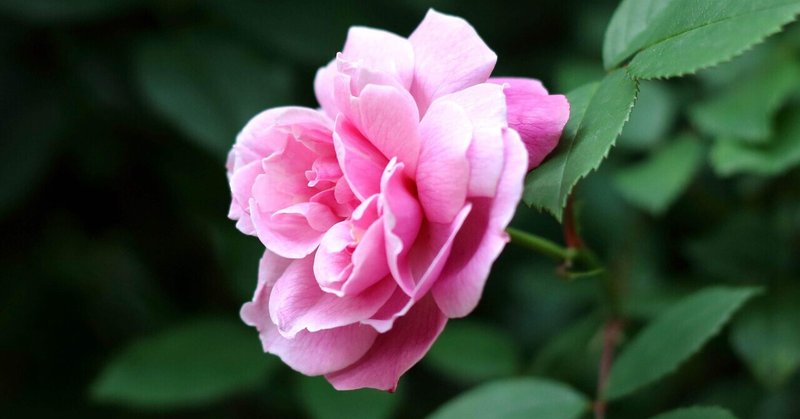 自分の名前で生きる自由 の新着タグ記事一覧 Note つくる つながる とどける