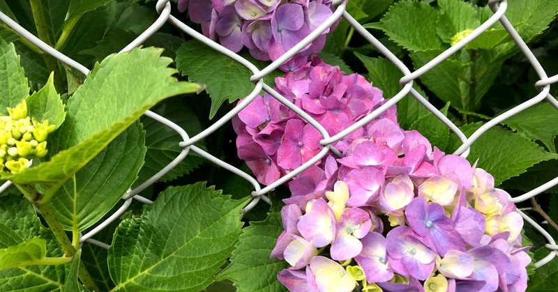 雨上がりの紫陽花は元気で、瑞々しいです、うふ……❣❣