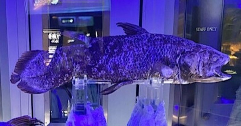 ミステリアスな深海世界 冷凍シーラカンスは深海水族館に 戸川みゆき Note