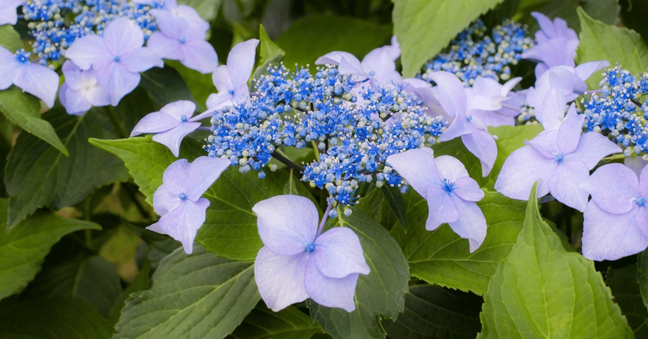 ナメクジ対策と木酢液の使用について ごん坊や Note ナメクジ対策と木酢液の使用について ごん坊や Note