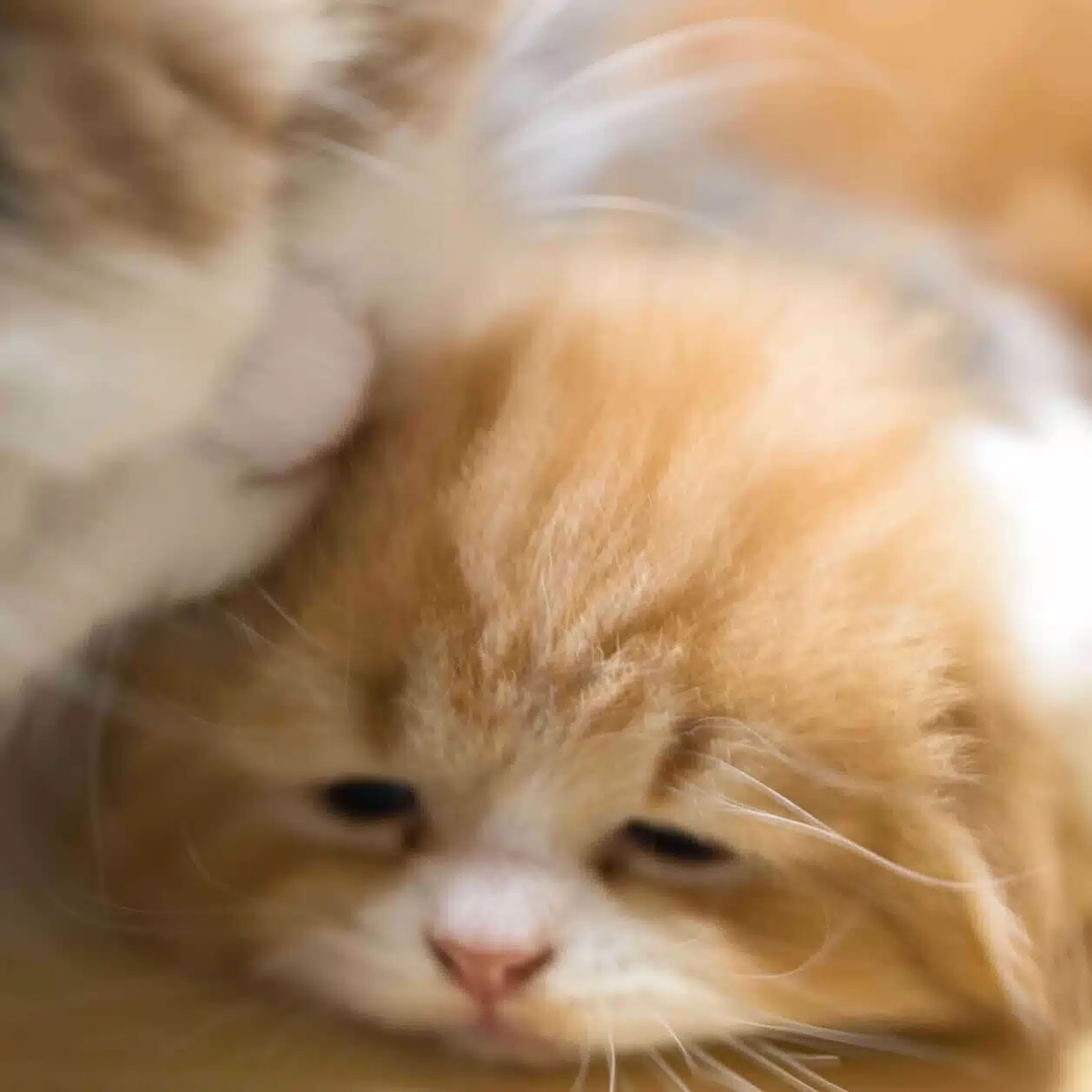 猫とトキ ～絶景キャンプ・登山・ドローン・便利グッズ～