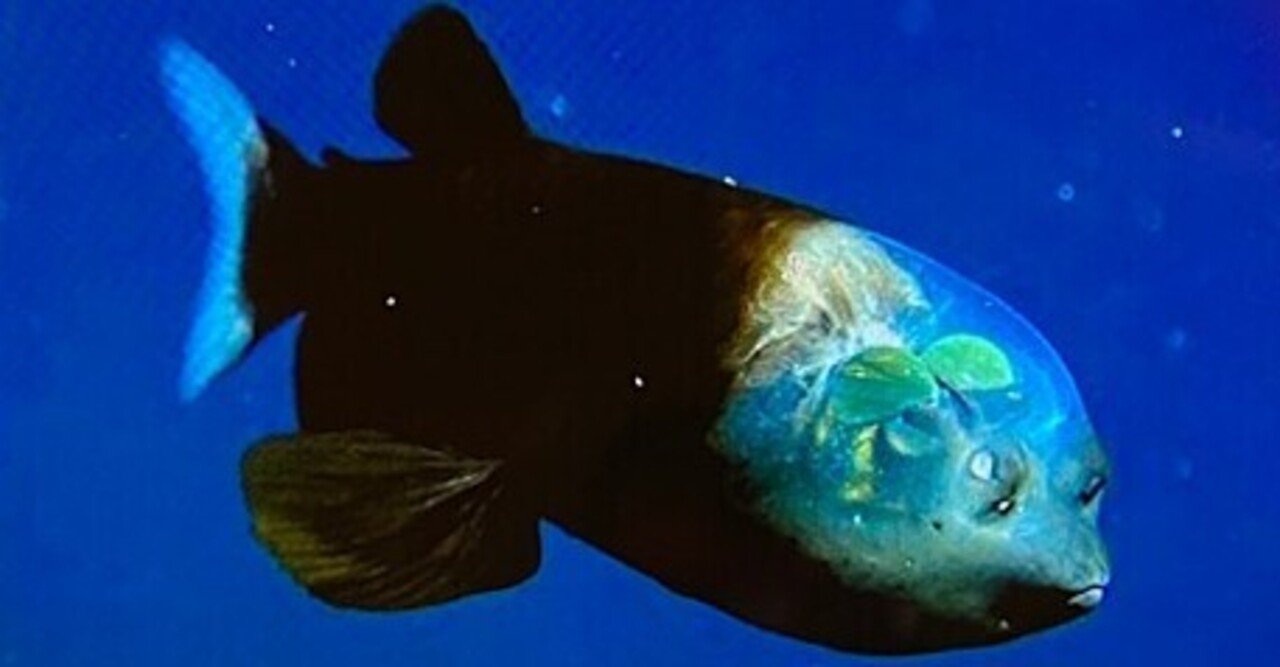 頭が透明な魚「デメニギス」宇宙より行き難い超深海!
