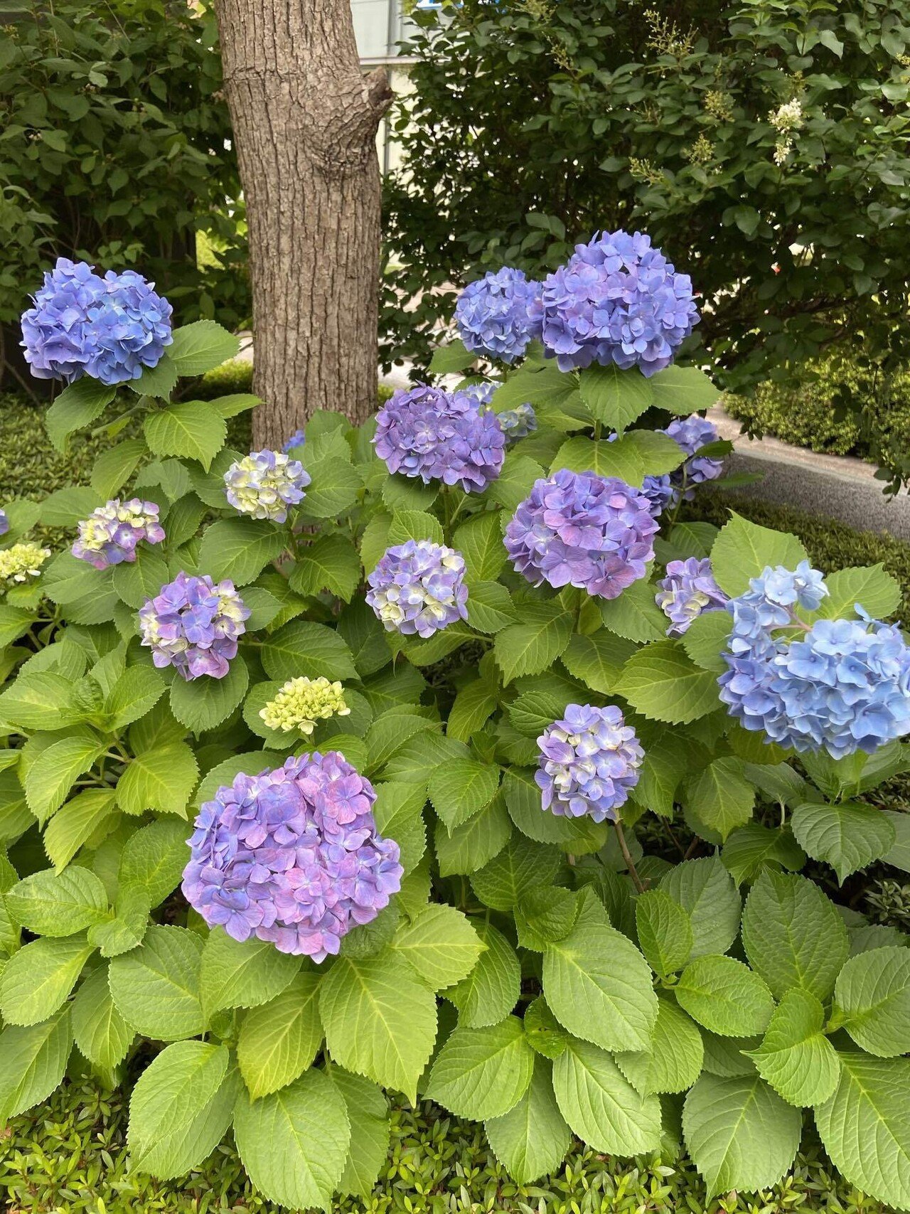 紫陽花が迎える雨の季節名言 山田廣輝 Note 紫陽花が迎える雨の季節名言 山田廣輝 Note