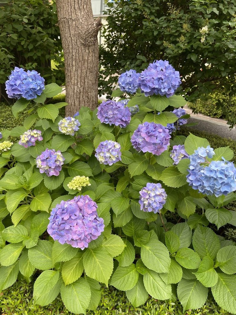 紫陽花が迎える雨の季節名言 山田廣輝 Note