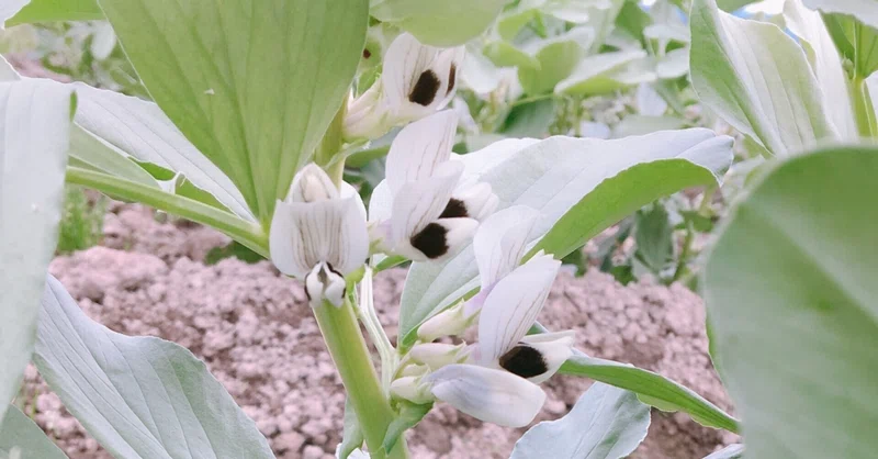 そら豆の花が咲き乱れる季節 ｊａうご Note