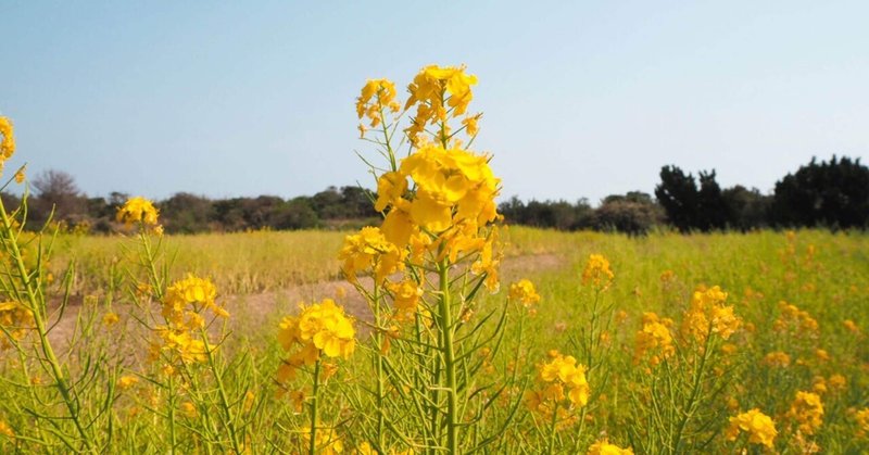 拝啓 この手紙を受け取るアナタへ めぐ Note 拝啓 この手紙を受け取るアナタへ めぐ Note