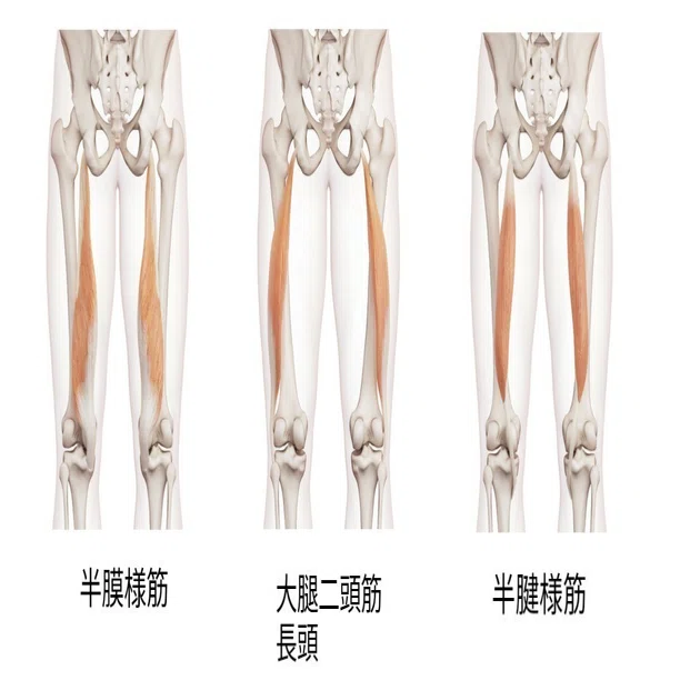 体育でより深く前屈をするために 久野 歩 Note