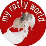 My ratty world 