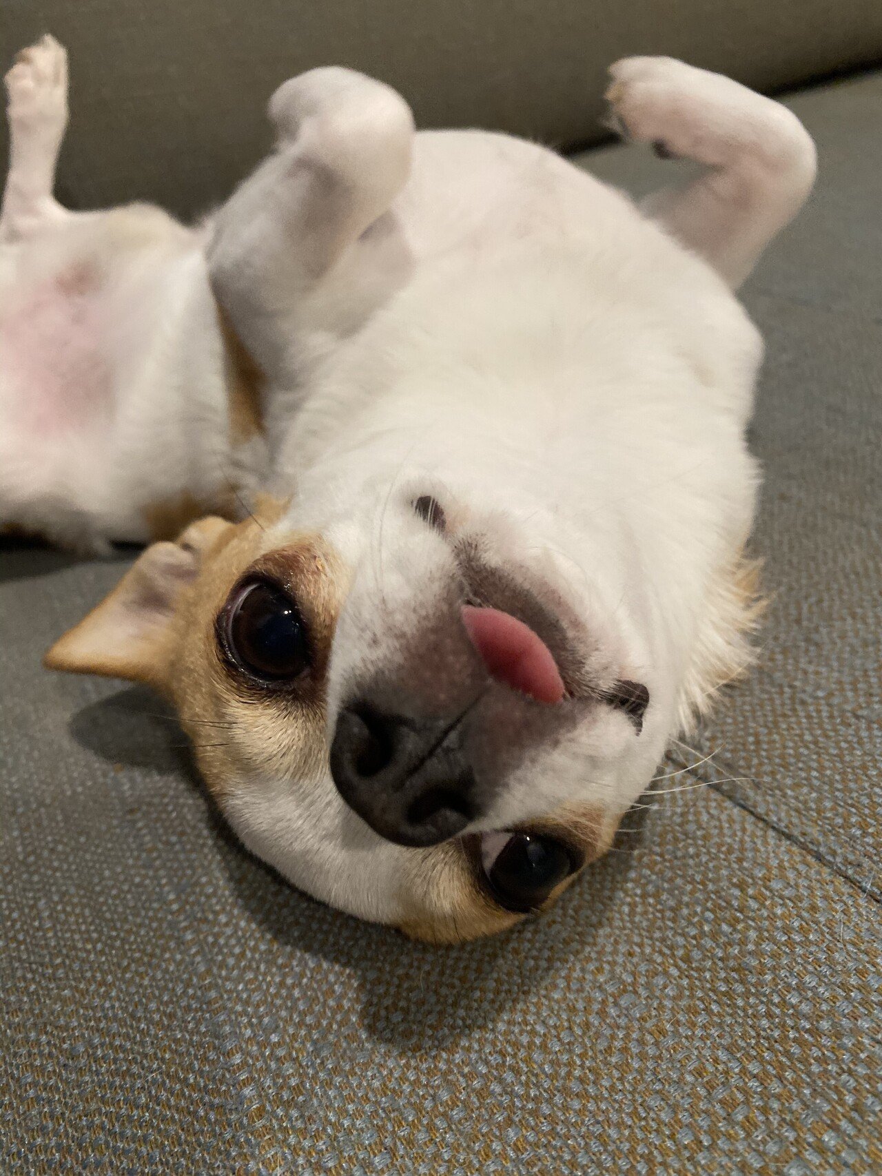 緊張感ゼロの犬の姿 チワワくんはかつお節が好きで 大抵ベッドかソファでゴロゴロしてます Momoffy Note 緊張感ゼロの犬の姿 チワワくんはかつお節が好きで 大抵ベッドかソファでゴロゴロしてます Momoffy Note