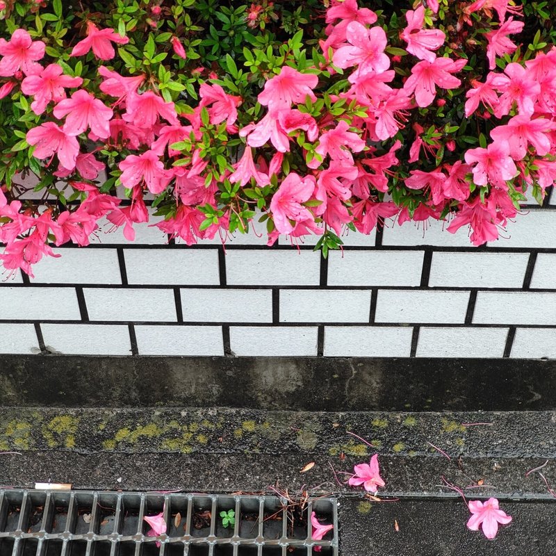 お花の蜜 お茶菓子 Note お花の蜜 お茶菓子 Note