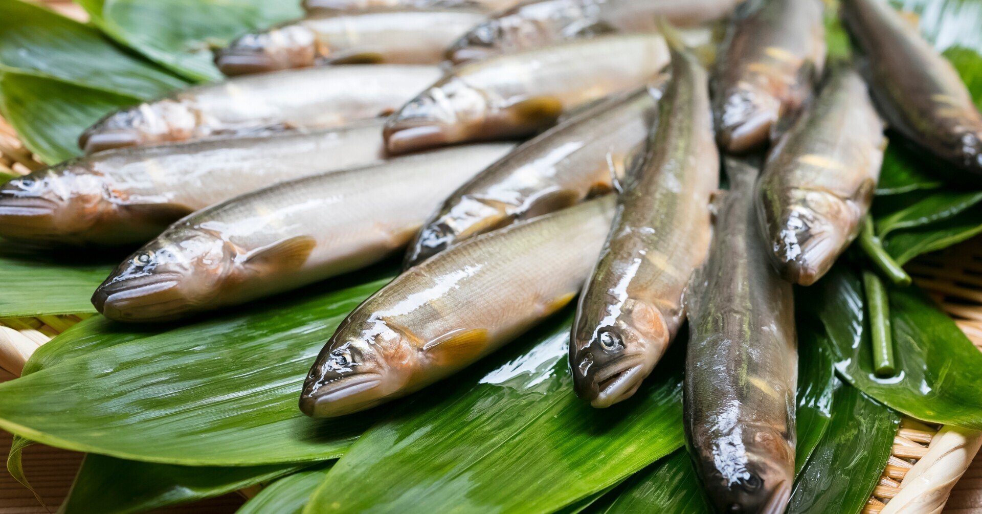 鮎 星鰈 蓴菜 ハモ 多彩な顔ぶれを味わう6月 懐石小室 Note 鮎 星鰈 蓴菜 ハモ 多彩な顔ぶれを味わう6月 懐石小室 Note