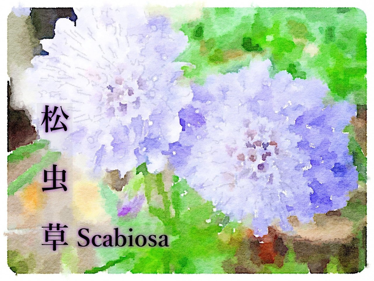 おはよう誕生花集 14 06 Tockni Note