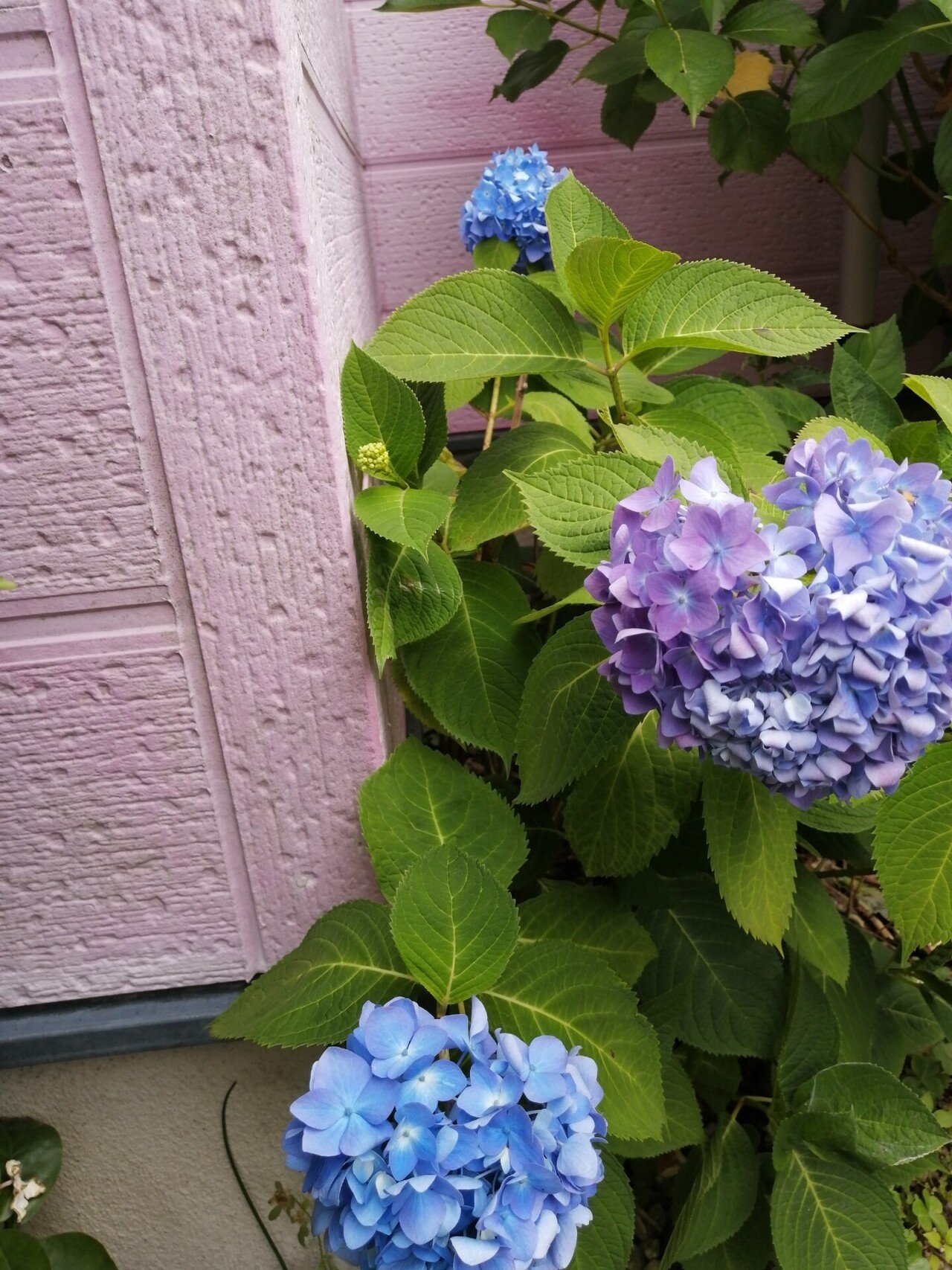 紫陽花の季節 惠 Note 紫陽花の季節 惠 Note
