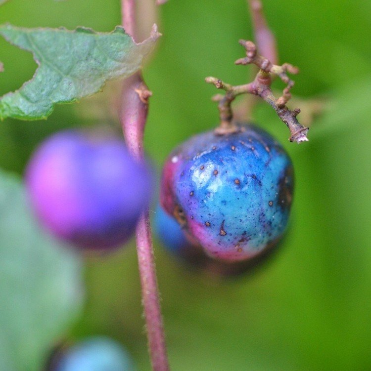 野葡萄（ノブドウ）
Porcelain berries