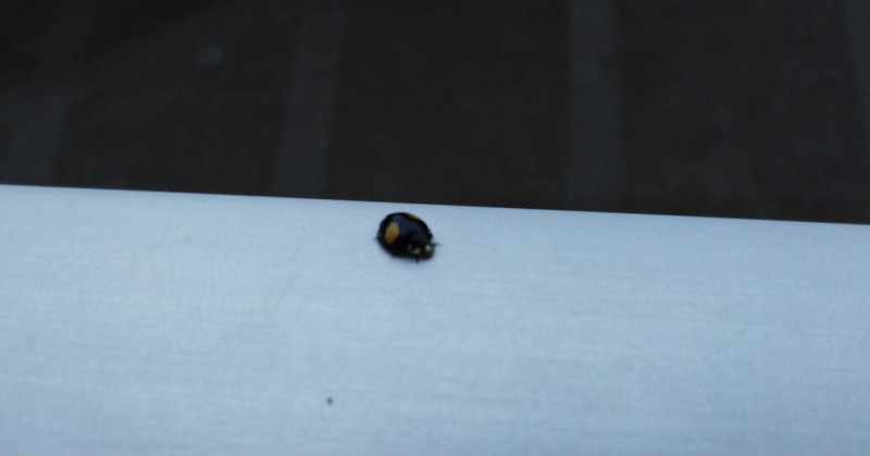 二星てんとう虫 の新着タグ記事一覧 Note つくる つながる とどける