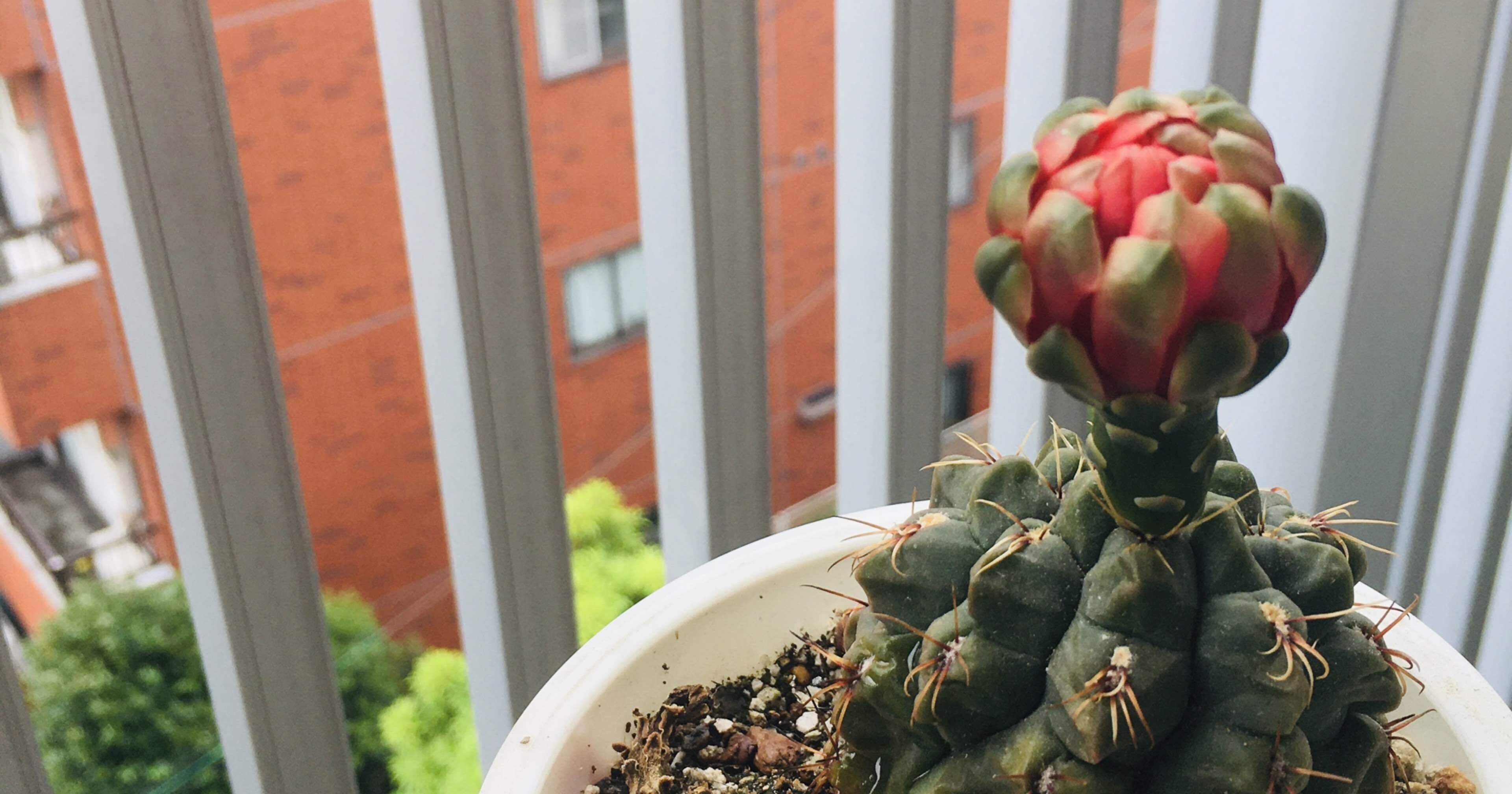 アルジャーノンに花束を ダニエルでしょ Kumacho O Note