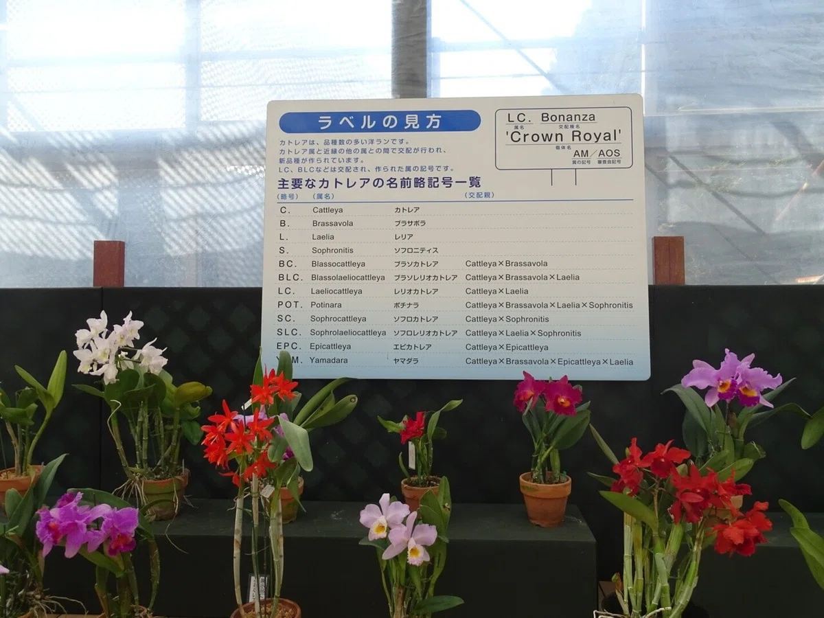 画像11