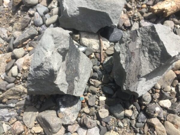 埼玉県でほぼ確実に化石が見つかる場所 秩父 ようばけ あざらし情報局 Note