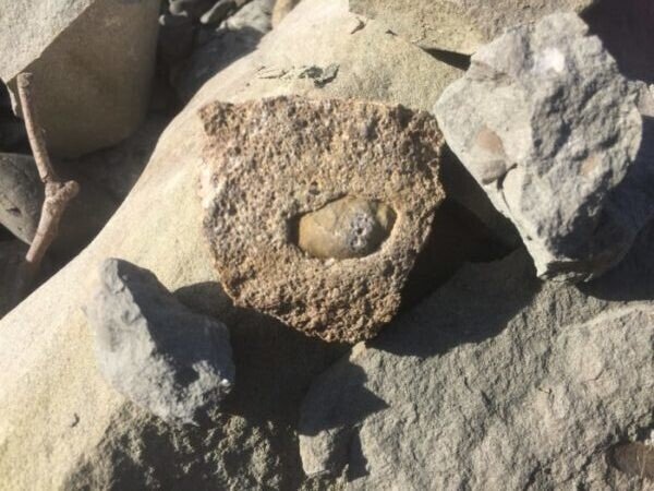 埼玉県でほぼ確実に化石が見つかる場所 秩父 ようばけ 1blog Note