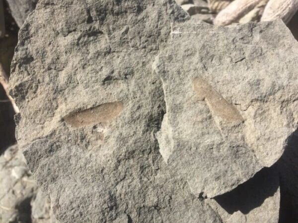 埼玉県秩父産 マテ貝化石