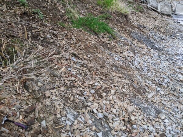 埼玉県でほぼ確実に化石が見つかる場所 秩父 ようばけ あざらし情報局 Note