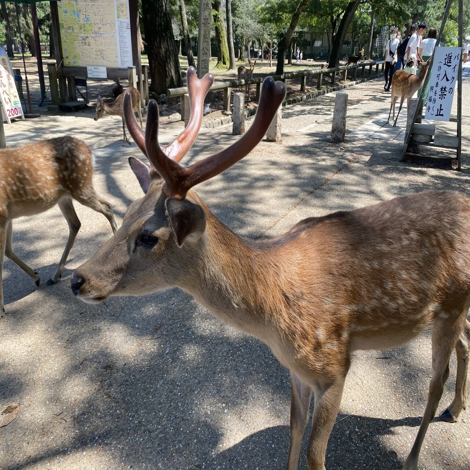 社会人が大はしゃぎできるくらい最高な奈良公園の鹿｜さっきゃん
