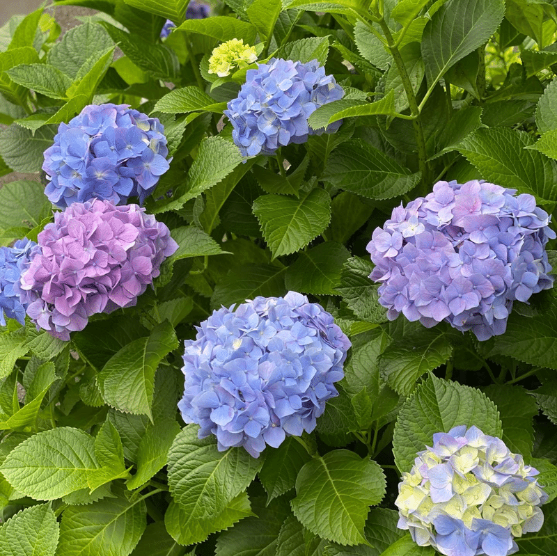 紫陽花の綺麗な季節に クジラのしっぽ Note 紫陽花の綺麗な季節に クジラのしっぽ Note
