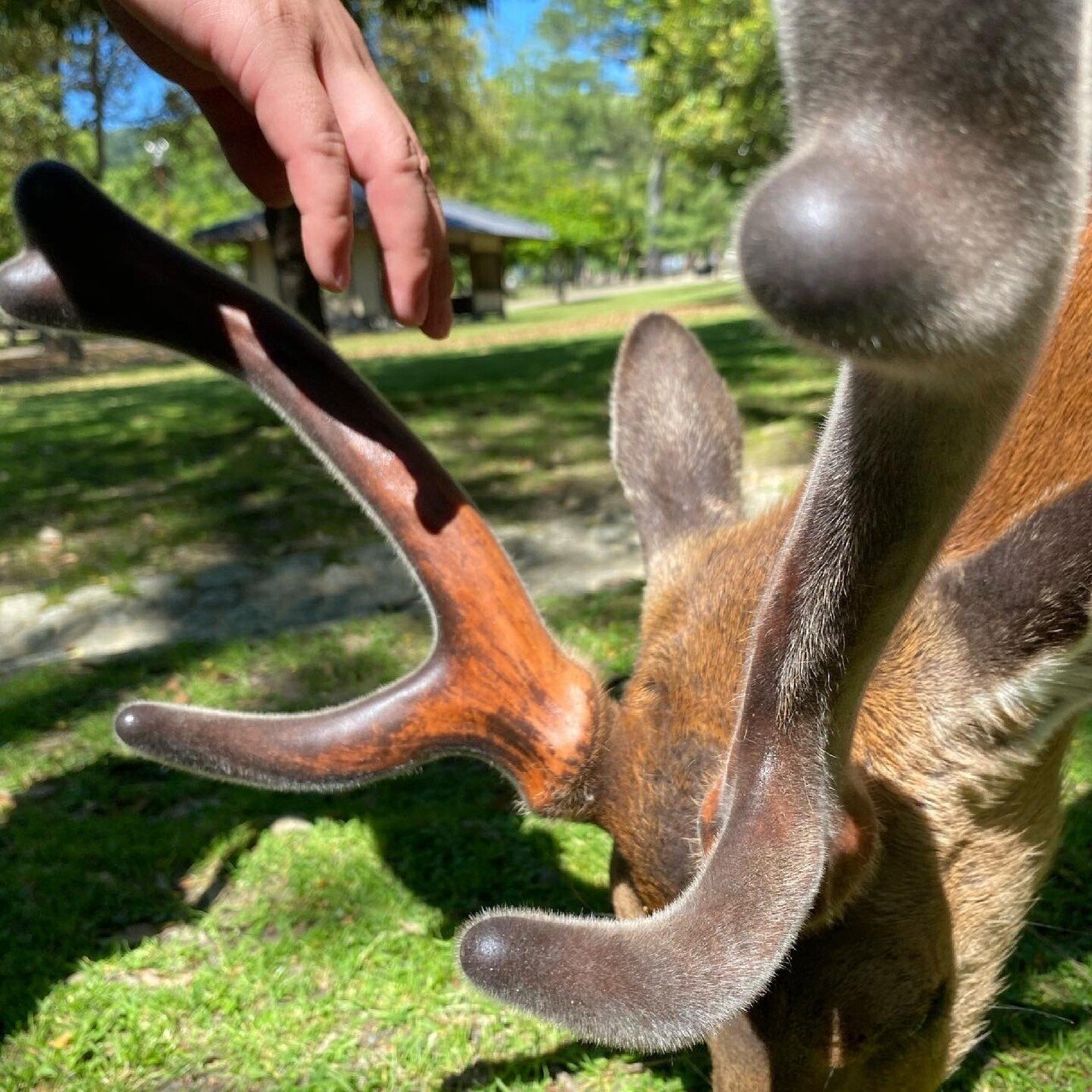 社会人が大はしゃぎできるくらい最高な奈良公園の鹿｜さっきゃん