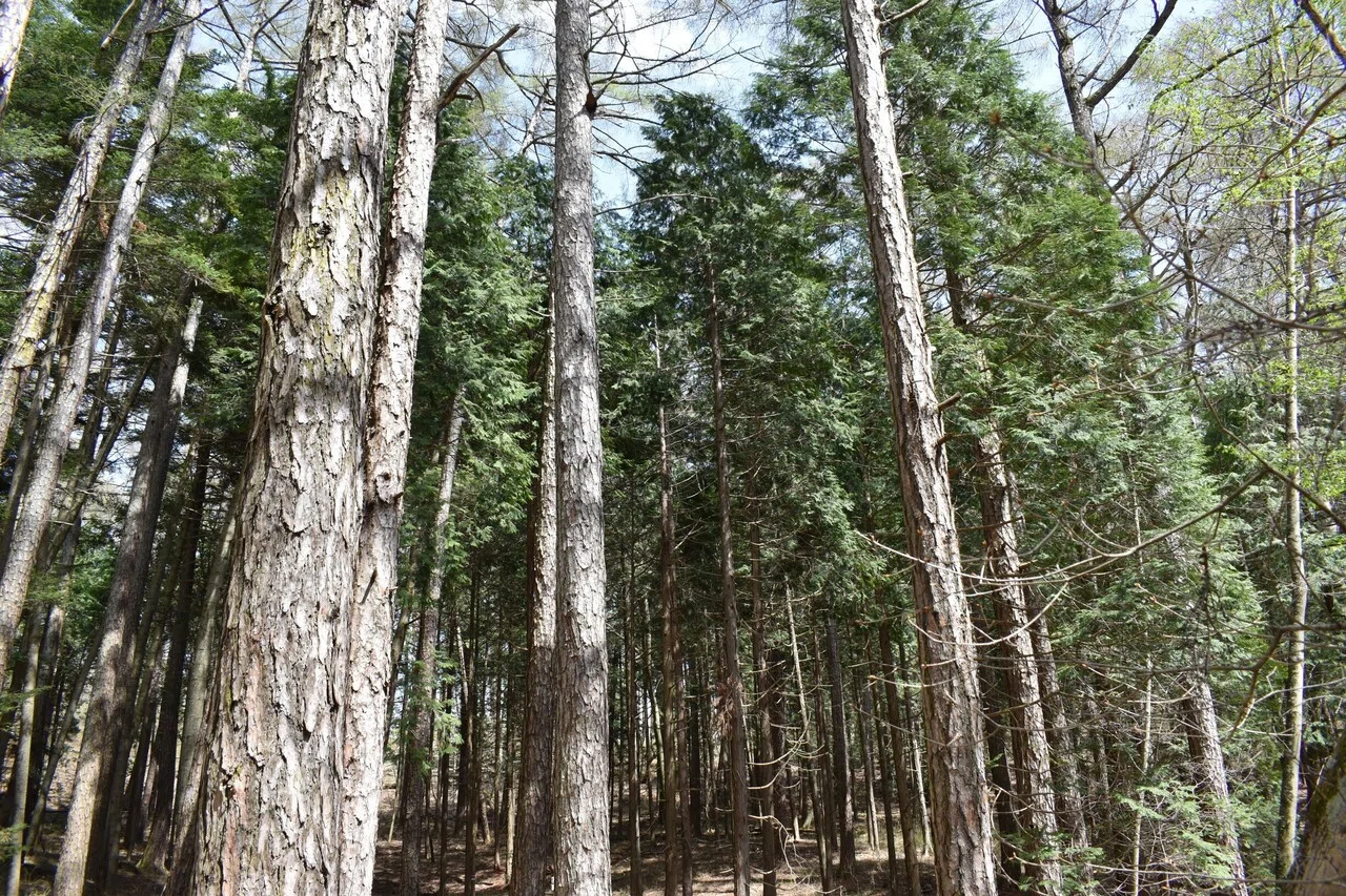 日本最古のカラマツ人工林｜長野県の齋藤木材工業