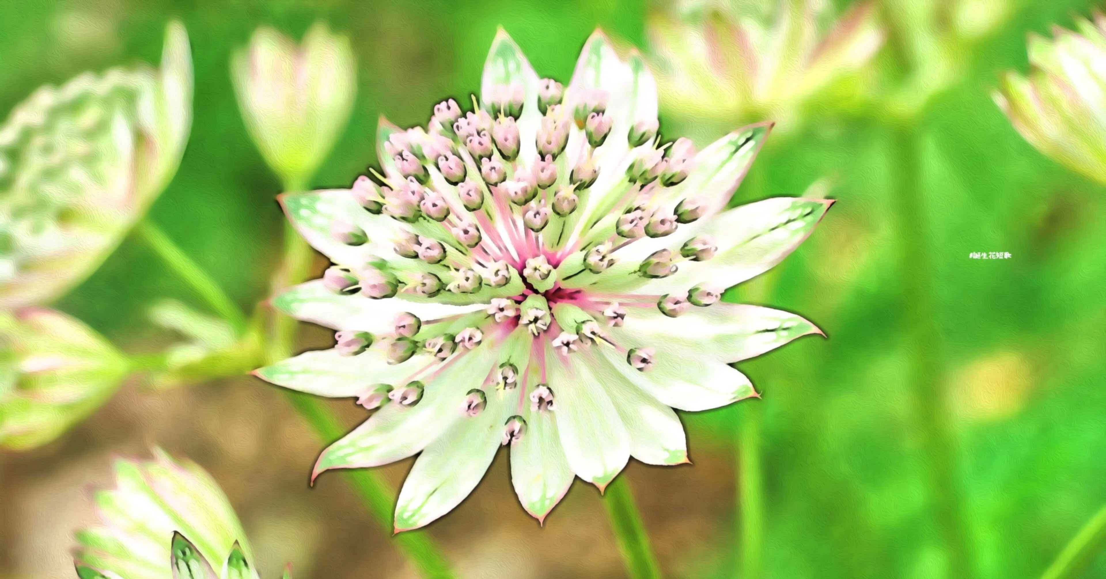 5月29日 誕生花は星萼花 誕生花短歌 御子柴 流歌 Note